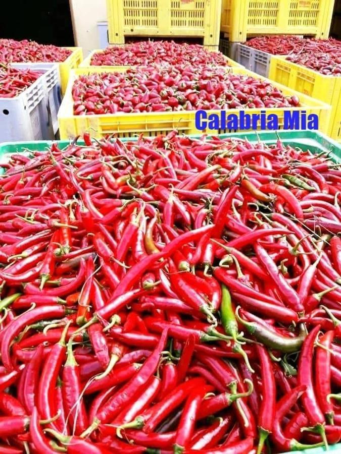 B&B Calabria Mare Falerna Bagian luar foto